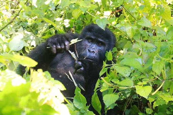 Berggorilla im Bwindi Impenetrable Nationalpark. Urwald im Bwindi Impenetrable Nationalpark