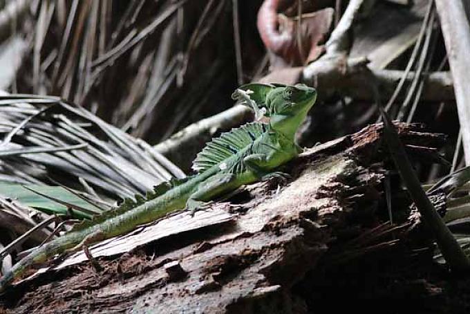 Brüllaffen, Leguane und Waschbären Brüllaffen, Leguane und Waschbären