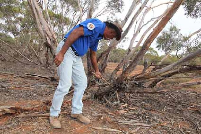 Auf der Suche nach Termiten im Baum: Graham Clarke kennt die Pflanzen und Tiere in der halbtrockenen Wüste Skurrile Sandformation im Mungo-Nationalpark