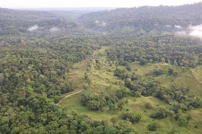 Luftbild vom grünen Dschungel. Strand mit Palmen.
