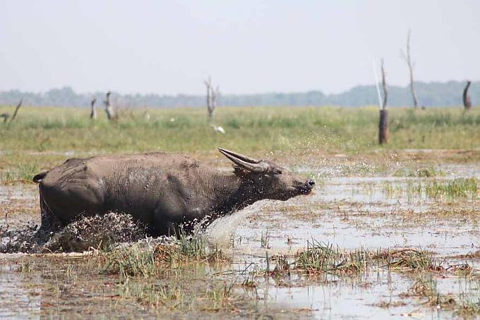 Abenteuerurlaub bei Büffeln und Krokodilen Abenteuerurlaub bei Büffeln und Krokodilen