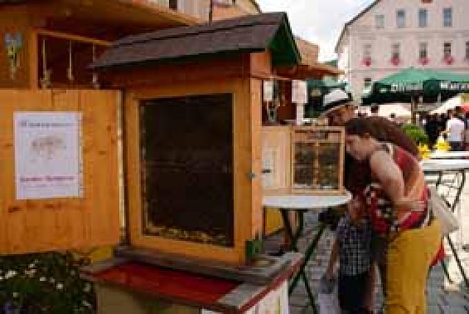 Honigfest Hermagor: Imkerverein Hermagor zeigt Bienenschaukästen Imker Arno Kronhofer beim Bienen-Schnupperkurs mit Teilnehmern