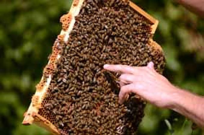 Die Sanften vom Gailtal Die Sanften vom Gailtal