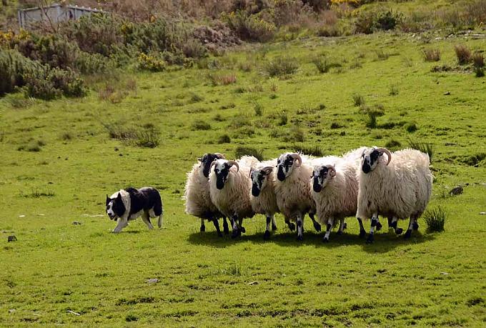 Viel Grün, viel Guinness Viel Grün, viel Guinness