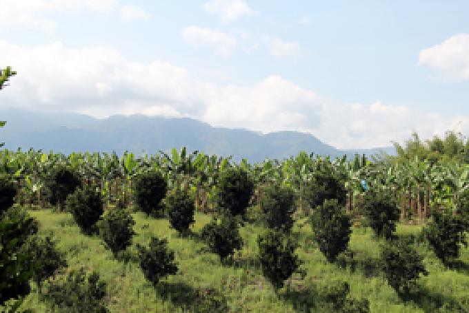 Kaffeeplantage auf der Kaffeefinca Bambusa. Kaffeeplantage auf der Kaffeefinca Bambusa.