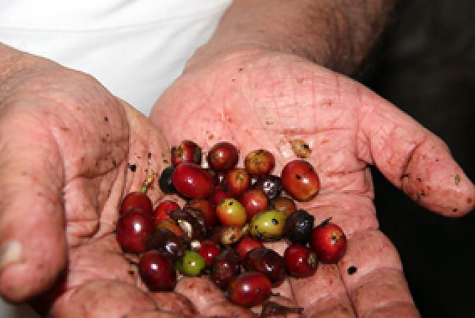 Auf den Spuren des Kaffees Auf den Spuren des Kaffees