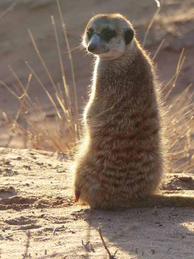 Erdmännchen im Morgenlicht der Kalahari Erdmännchen im Morgenlicht der Kalahari