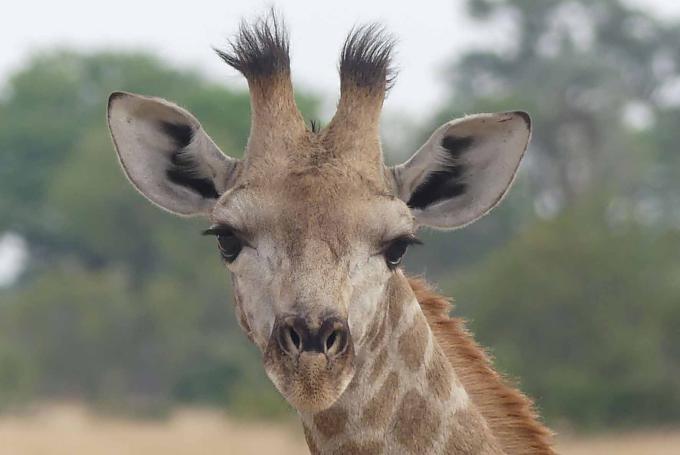 Giraffenporträt im Okavango-Delta Giraffenporträt im Okavango-Delta