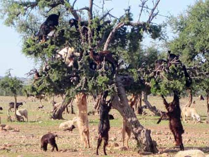 Ziegen, die auf Bäumen tanzen Ziegen, die auf Bäumen tanzen