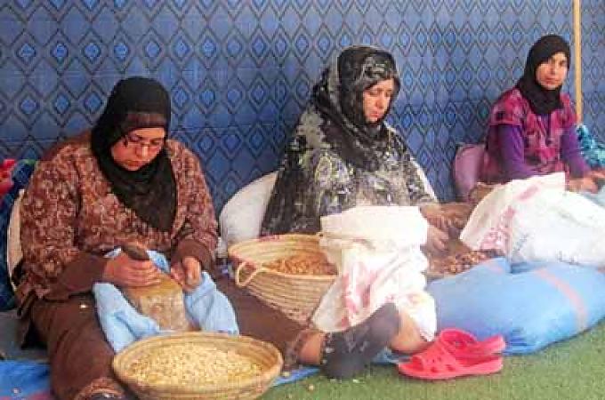 In Handarbeit werden die ölhaltigen Mandeln aus der Frucht des Arganbaums entfernt, später geröstet und zermahlen. In Handarbeit werden die ölhaltigen Mandeln aus der Frucht des Arganbaums entfernt, später geröstet und zermahlen.