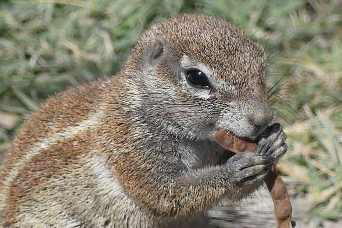 Erdhörnchen bei der Nahrungsaufnahme Erdhörnchen bei der Nahrungsaufnahme