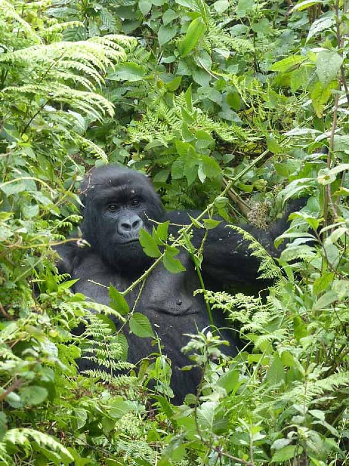 Gorilladame der Mirwa-Gorillagruppe Gorilladame der Mirwa-Gorillagruppe