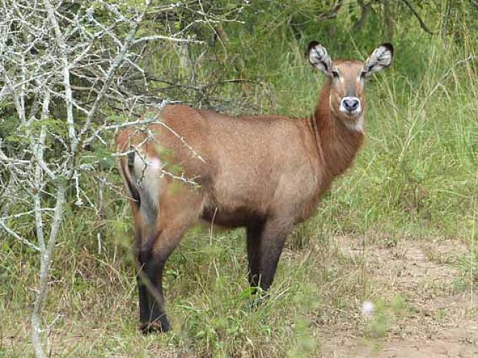 Bushbuck im Akagera National Park Bushbuck im Akagera National Park