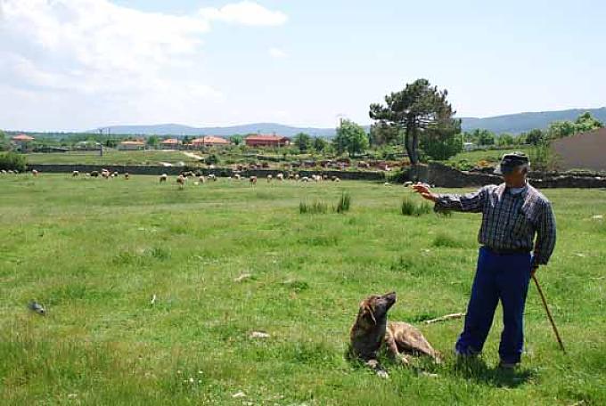 Schäfer Antonio Hochplateau