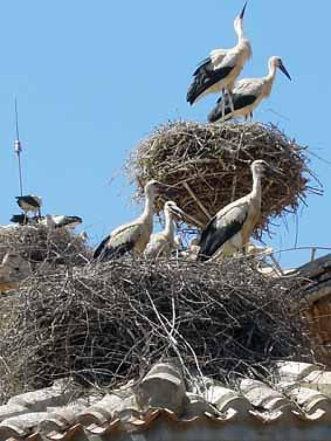 Dicht an dicht wurden die Nester angelegt. Blick aus großer Höhe.