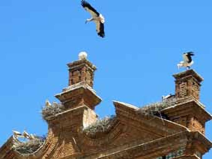 Hauptstadt der Störche Hauptstadt der Störche