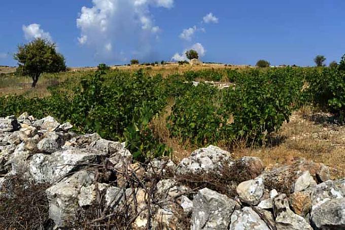 Weinberg im Troodosgebirge Weintraube im Troodosgebirge