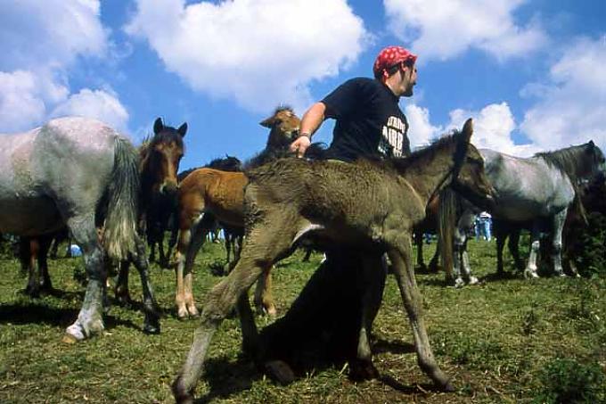 Wilde Jagd um wilde Pferde Wilde Jagd um wilde Pferde