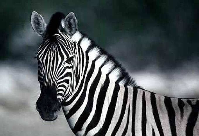 Zebra Zebra