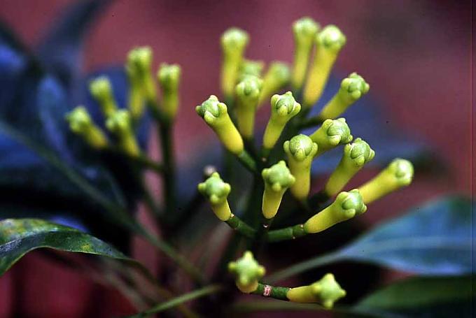 Blütenknospen von Nelken Blütenknospen von Nelken