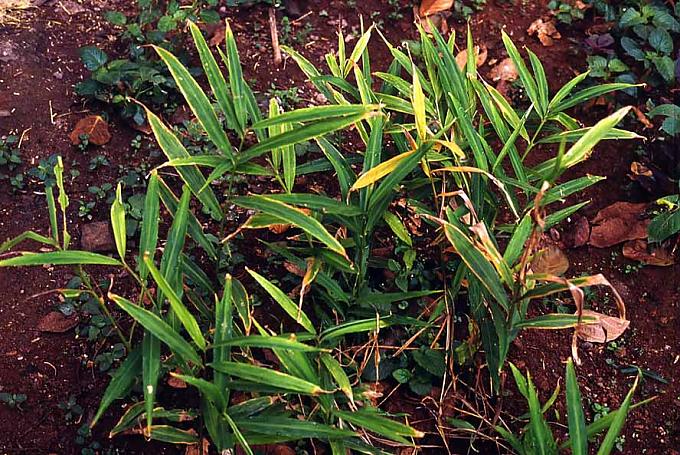 Ingwerstauden Ingwerstauden