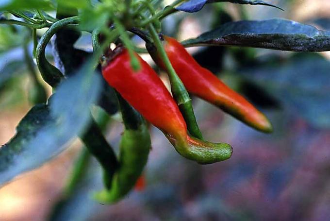 Die kleinen Helfer in der Küche Die kleinen Helfer in der Küche