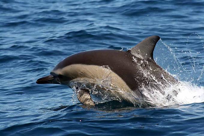 Einmal im Leben unter wilden Delfinen sein Einmal im Leben unter wilden Delfinen sein
