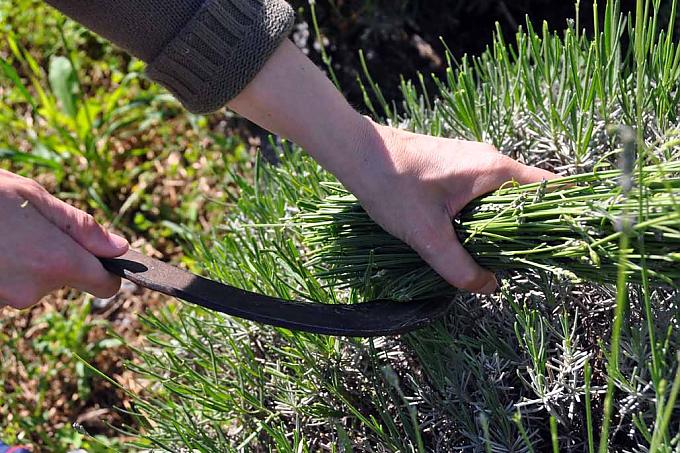 Lavendelernte mit einer alten Sichel Lavendelfeld