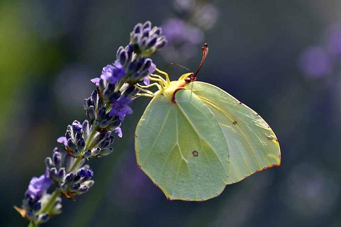 Eine duftende Sache: Lavendel Eine duftende Sache: Lavendel
