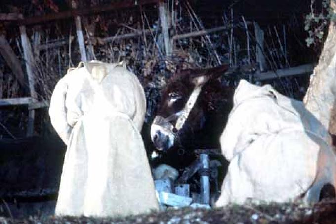 Krippenspiel mit Ochs und Esel Krippenspiel mit Ochs und Esel