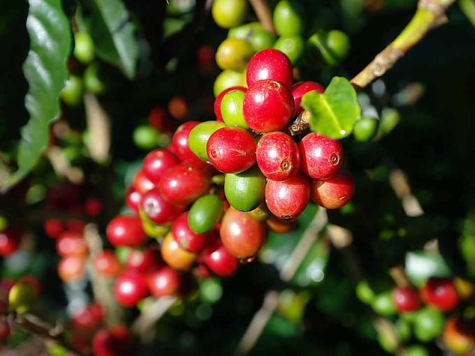 Kaffeebohnen Kaffeepflücker