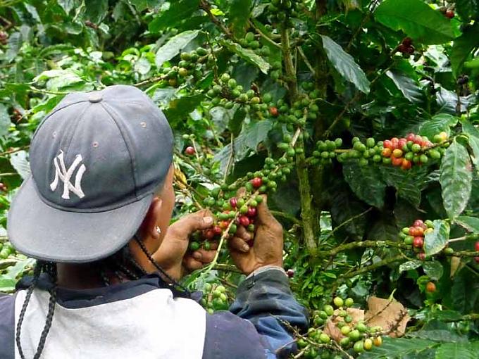 Jedes Böhnchen verdient ein Krönchen - Kaffeekult in Costa Rica Jedes Böhnchen verdient ein Krönchen - Kaffeekult in Costa Rica