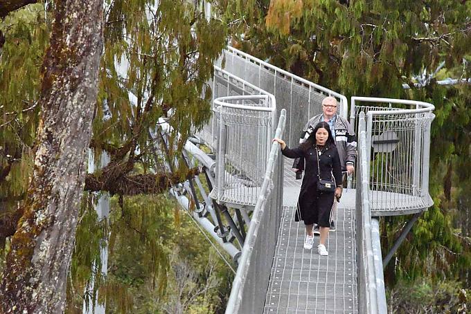 Wanderer auf dem Treetop Walk. Epiphyten oder Aufsitzerpflanzen an einem Stamm.