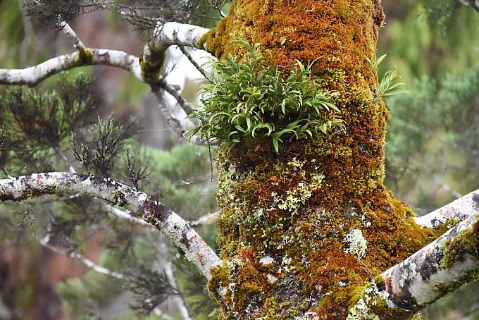 Epiphyten oder Aufsitzerpflanzen an einem Stamm. Epiphyten oder Aufsitzerpflanzen an einem Stamm.
