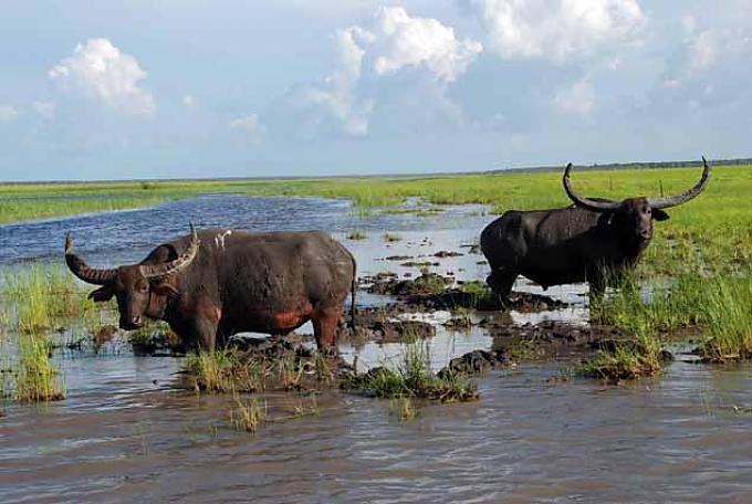 Wasser marsch! Wasser marsch!