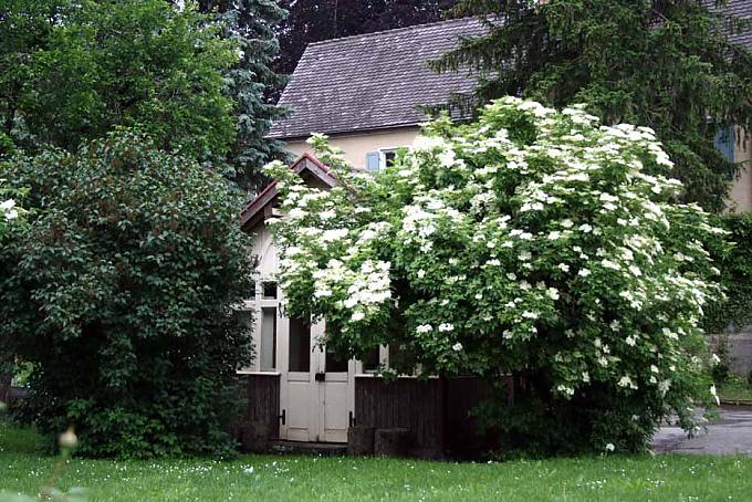 Blühender Hollerbusch im Frühjahr. Blühender Hollerbusch im Frühjahr.