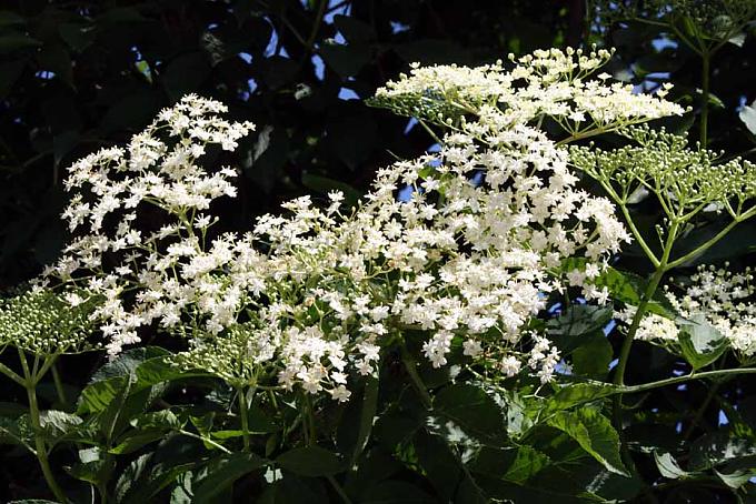 Medizinschrank des Bauern Medizinschrank des Bauern