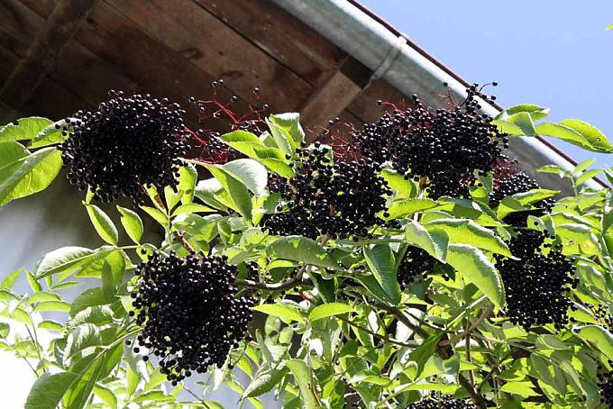 Trugdolden mit ihren tiefschwarzen Beeren. Blühender Hollerbusch im Frühjahr.