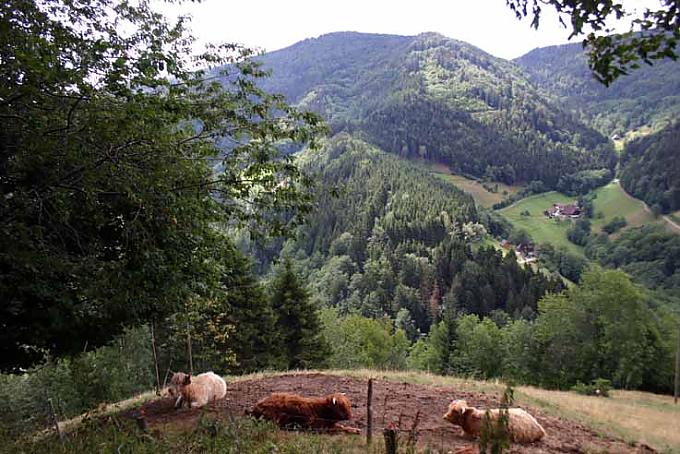 Das Uhrenmännle vom Simonswäldertal Das Uhrenmännle vom Simonswäldertal