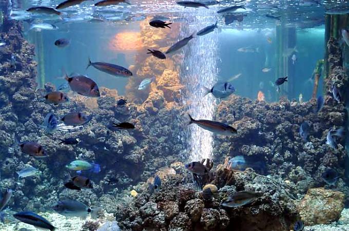 Becken mit Fischen aus der nördlichen Adria. Schulklasse im Aquarium.