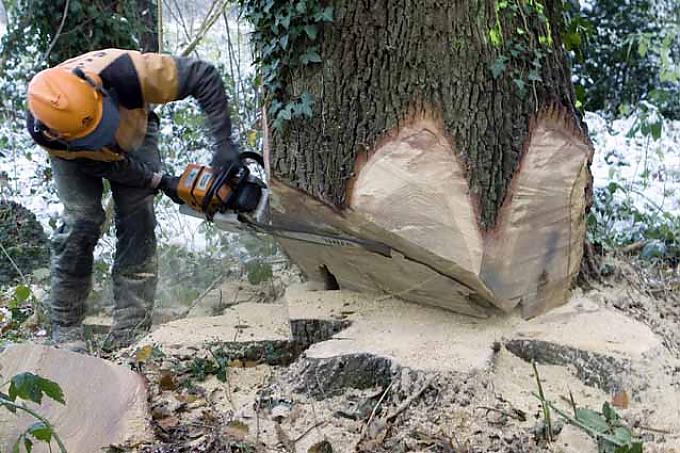 Waldarbeiter beim Fällen einer Eiche Waldarbeiter beim Fällen einer Eiche