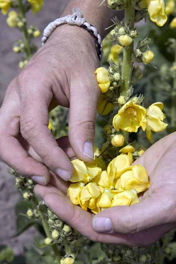Königskerze (Verbascum densiflorum) Königskerze (Verbascum densiflorum)