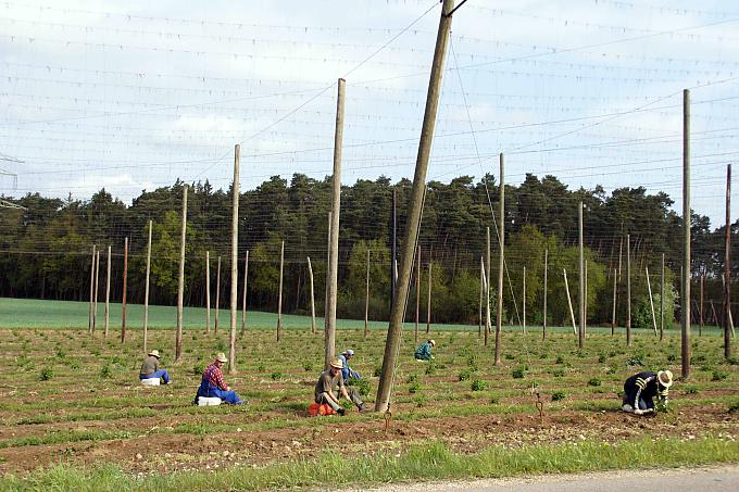 Rund um das grüne Gold Rund um das grüne Gold