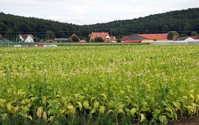 Tabakfeld Konrad Ammon prüft die Tabakblätter