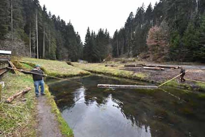 Ein Fichtenstamm wird auf dem Wasser so in Position gebracht, dass er von der ins Sägewerk hinaufführenden Zahnradschiene erfasst und der Stamm mit Hilfe der Wasserkraft in das Sägewerk transportiert wird. Ein Fichtenstamm wird auf dem Wasser so in Position gebracht, dass er von der ins Sägewerk hinaufführenden Zahnradschiene erfasst und der Stamm mit Hilfe der Wasserkraft in das Sägewerk transportiert wird.
