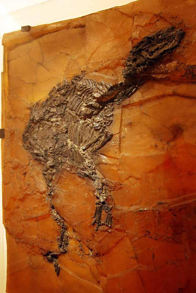 Das Eckfelder Urpferdchen Das Eckfelder Urpferdchen