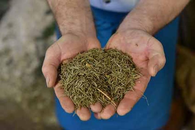 Frank Pfau kontrolliert die Qualität der Tannennadeln. Frank Pfau kontrolliert die Qualität der Tannennadeln.