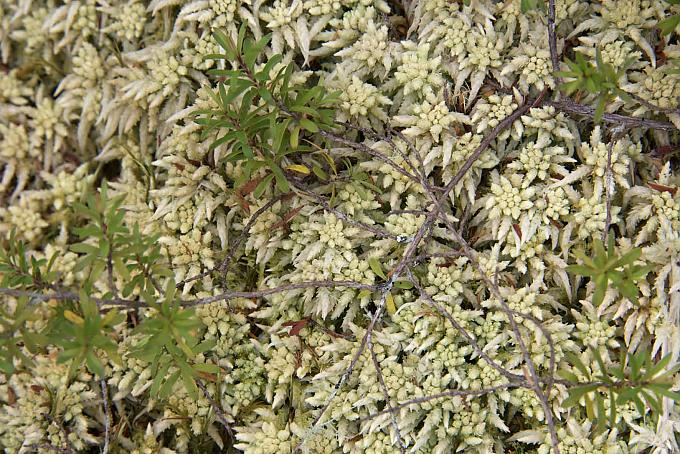 Moos dicht an einem Schlammpool. Geothermie-Parks Craters of the Moon