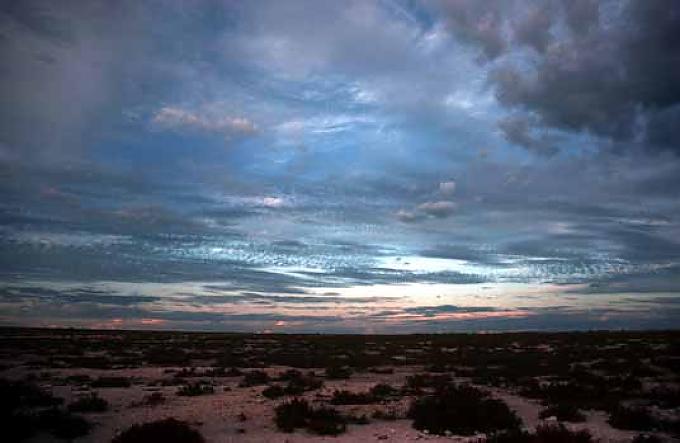 Steinwüste Oryxantilope