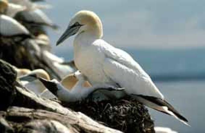Runde: Zu Besuch auf Skandinaviens populärster Vogelinsel Runde: Zu Besuch auf Skandinaviens populärster Vogelinsel